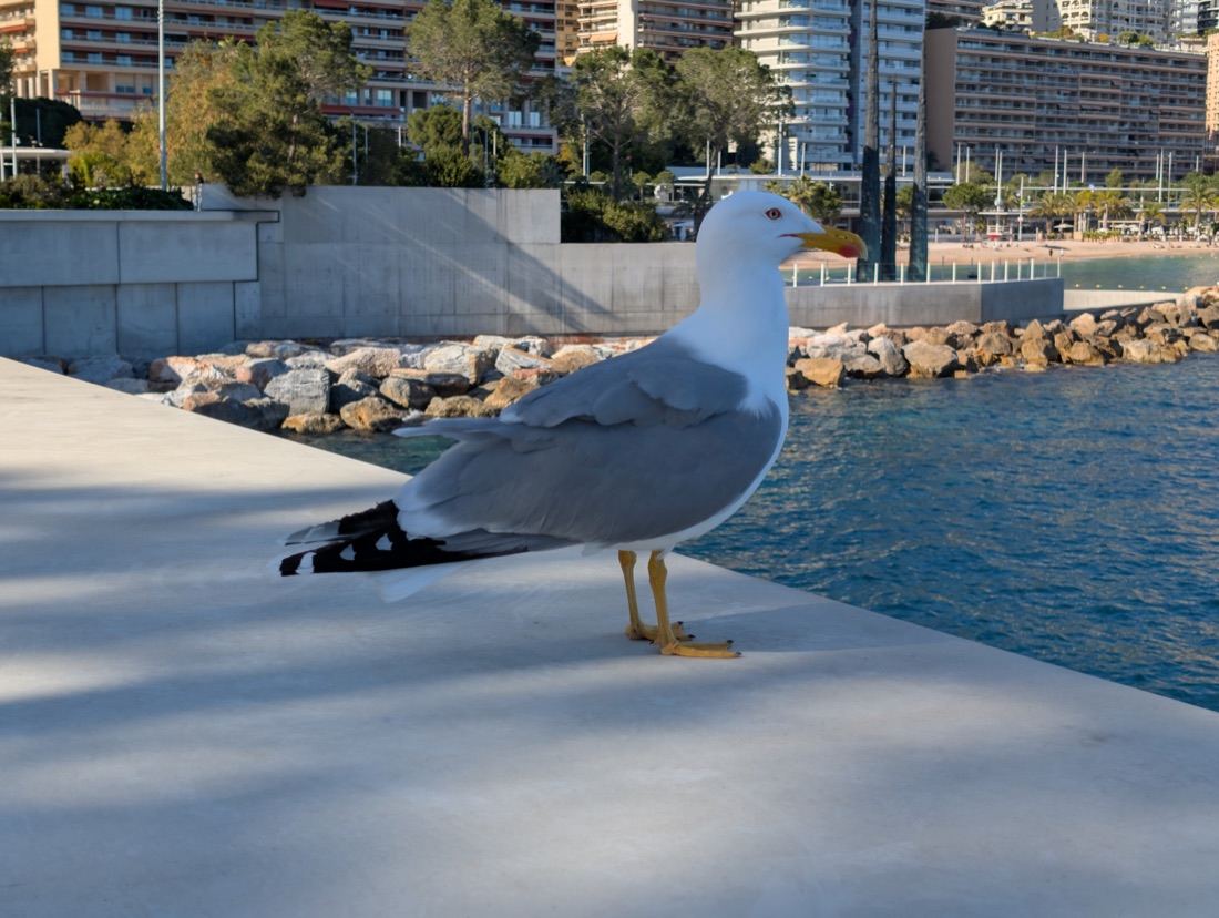 Menton