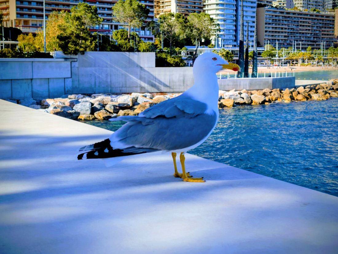 Menton